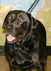Maggie