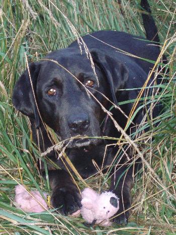 Maggie