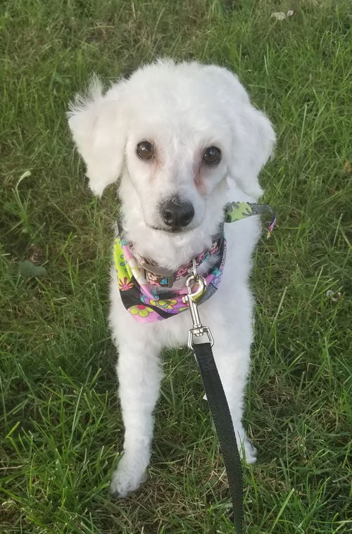 Willow