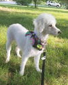 Willow