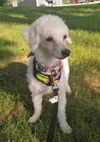 Willow