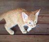 Bastien