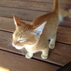 Bastien
