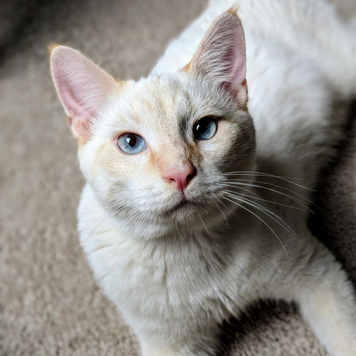 Leo