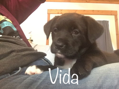 Vida