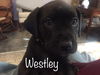 Westley