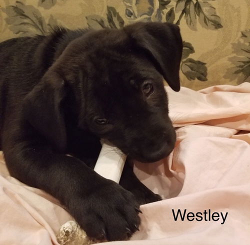 Westley