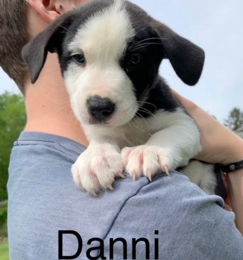 Danni