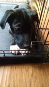 Baxter