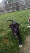 Baxter