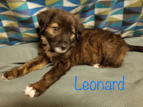 Leonard
