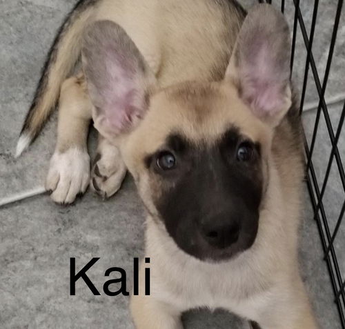 Kali