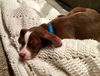 Elliot
