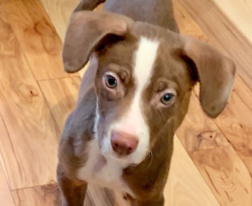 Elliot