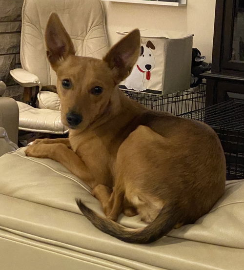Bambi