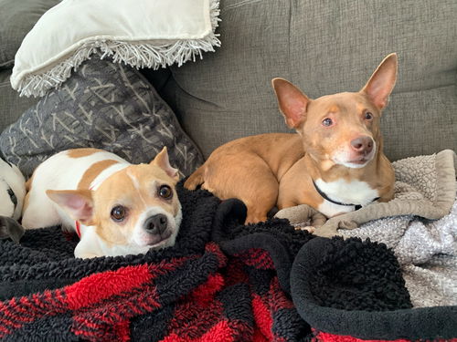 Baxter Chi
