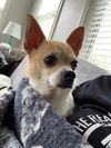 Baxter Chi