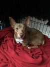 Baxter Chi
