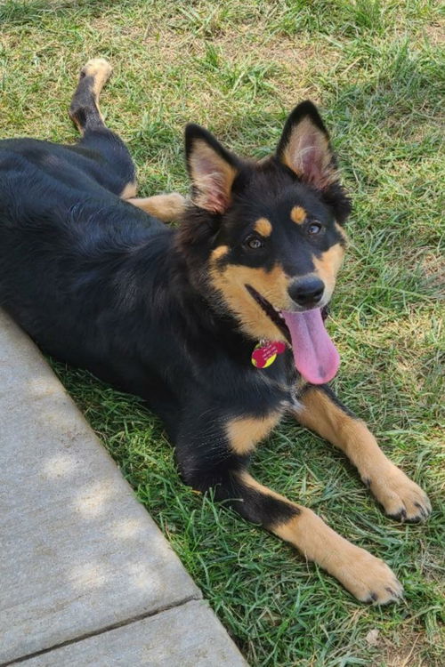 Willow - collie