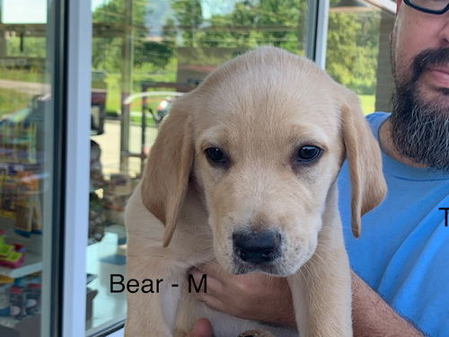 Bear Puppy