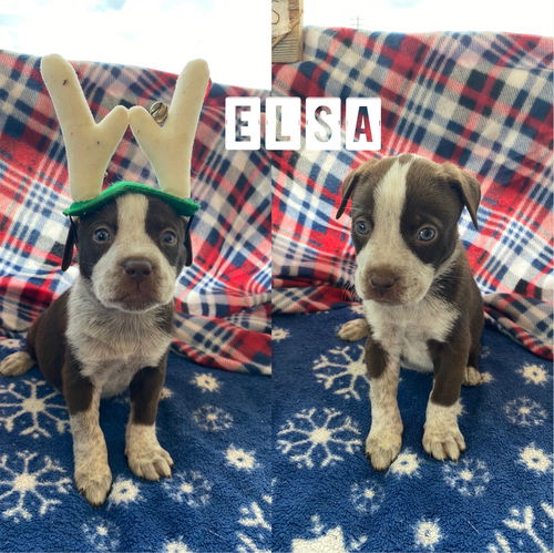 Elsa