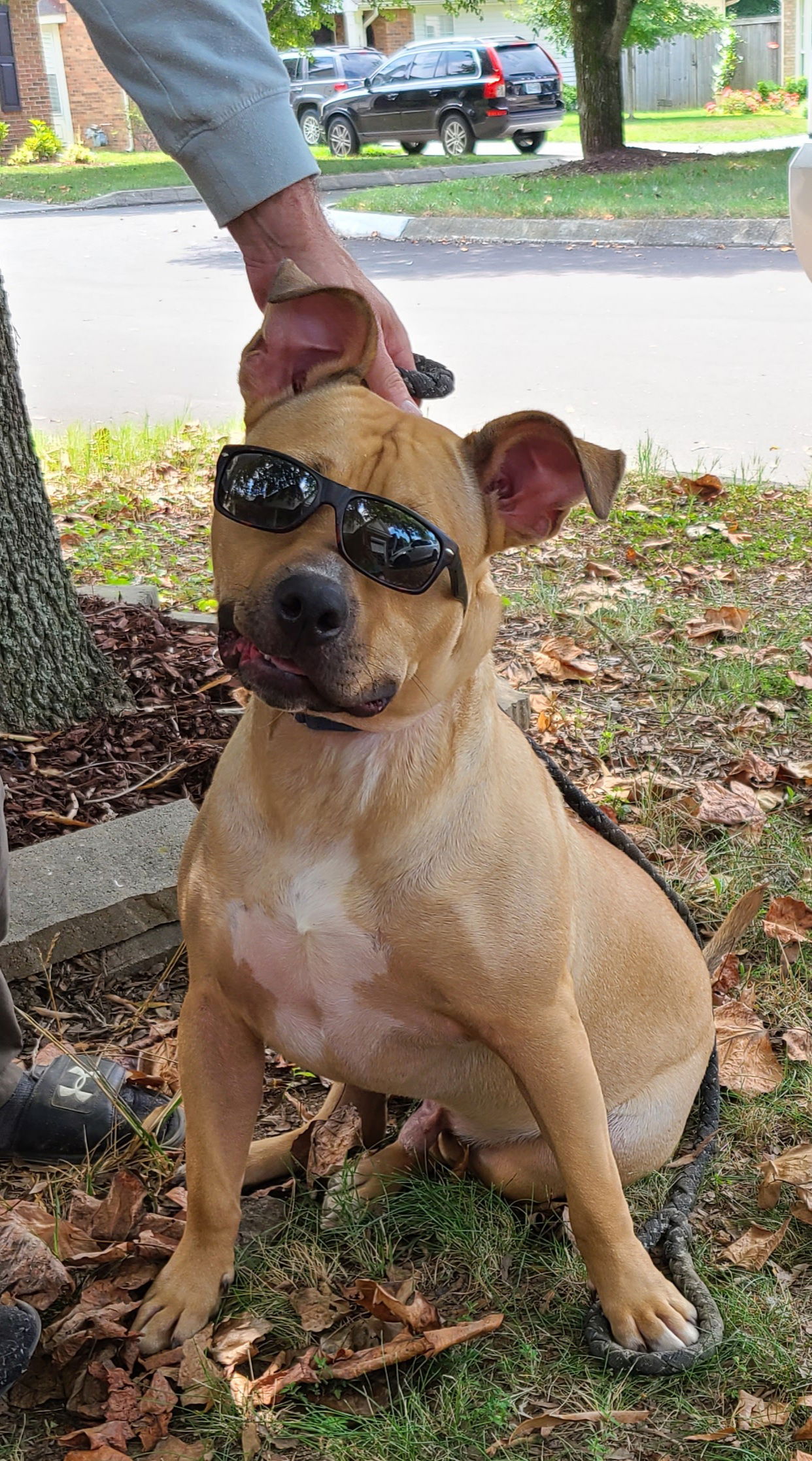 adoptable Dog in Columbus, IN named Archibald