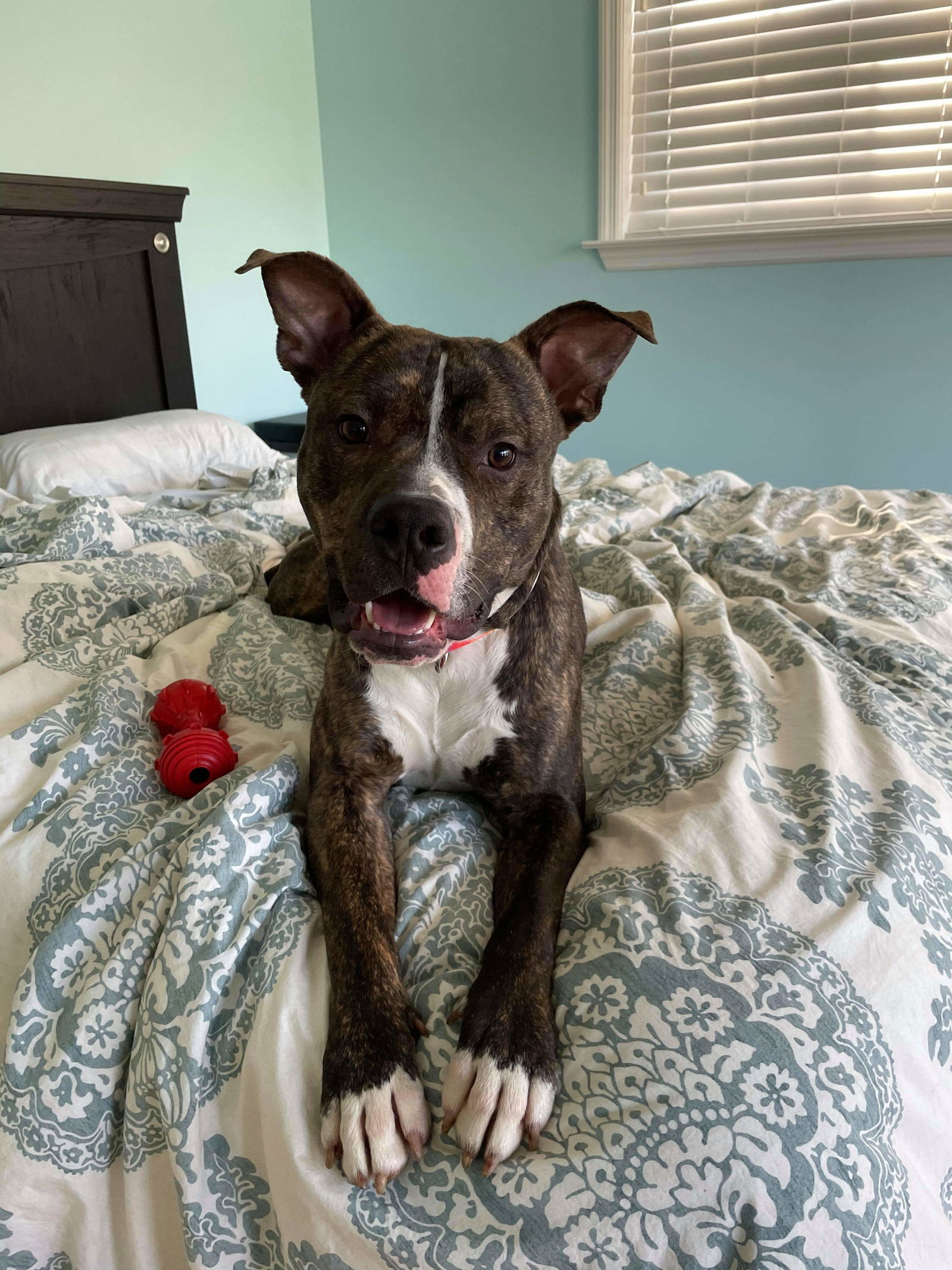 adoptable Dog in Columbus, IN named Alvin