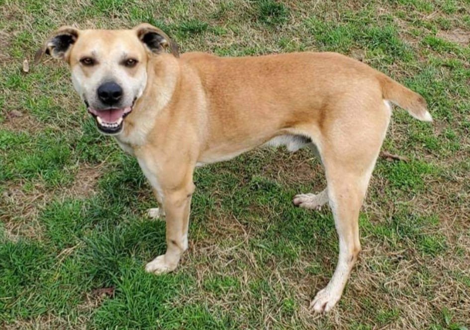 adoptable Dog in Columbus, IN named Tanner
