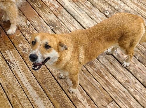 picture of the dog needing adoption