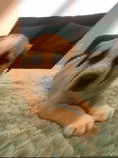 Bear