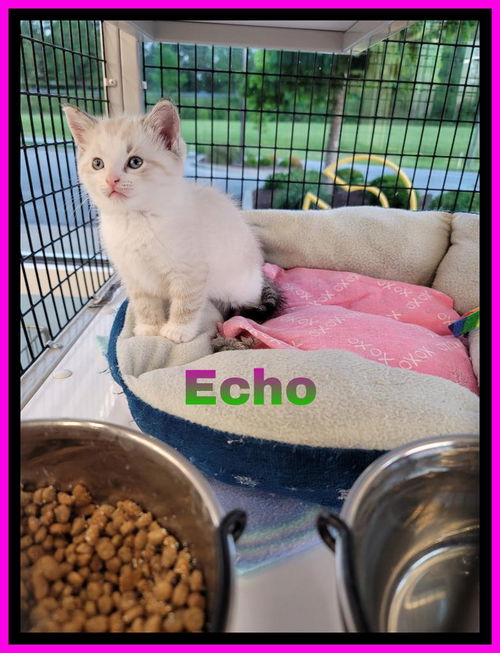 Echo