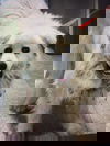 Bearcephus
