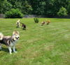 White Fang