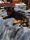 Willow