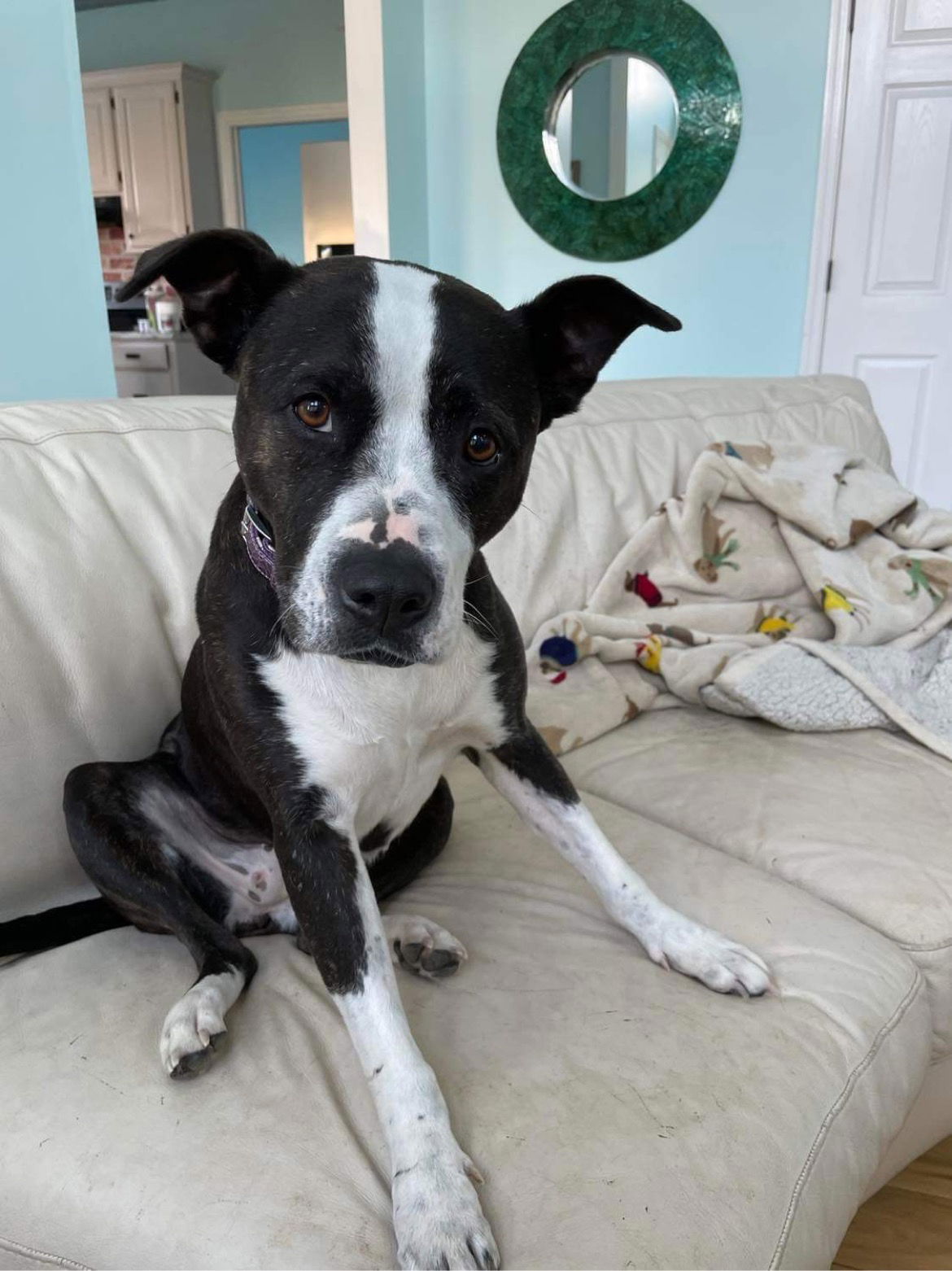 adoptable Dog in Columbus, IN named Lady P