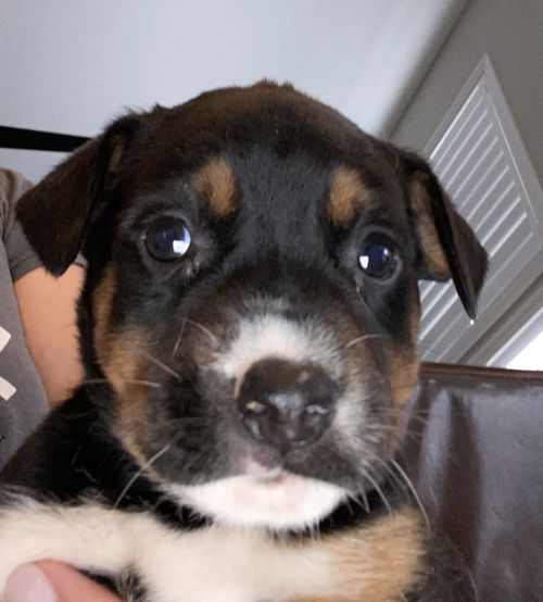 Barney