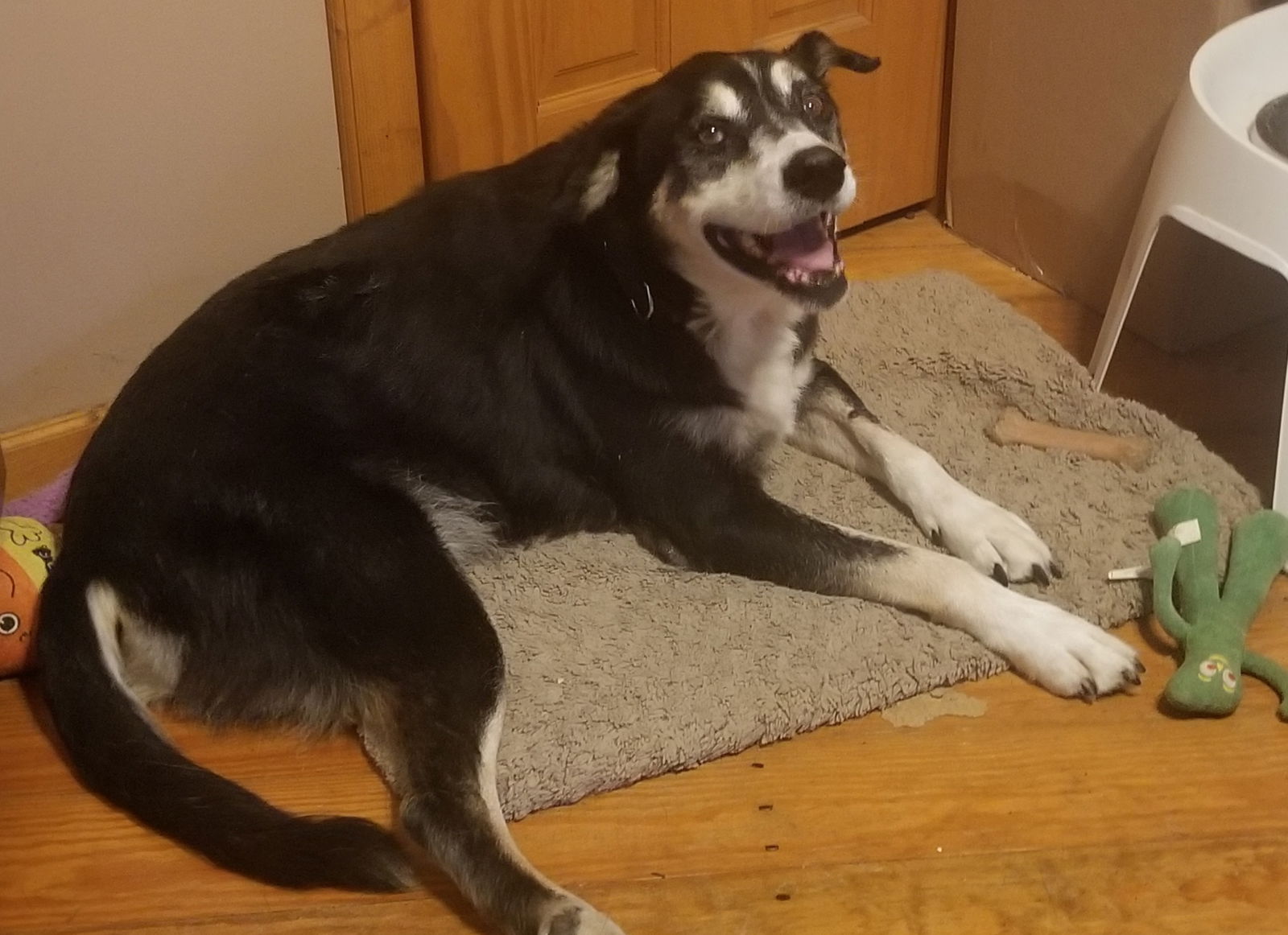 adoptable Dog in Columbus, IN named Ralph