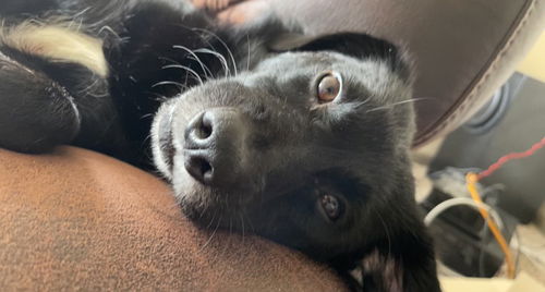 Bear