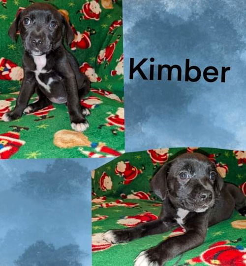 Kimber