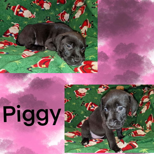 Piggy