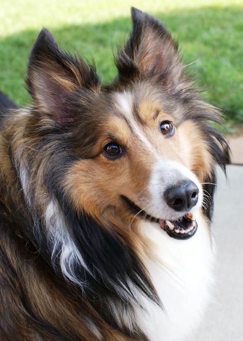 Baxter