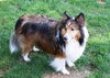 Baxter