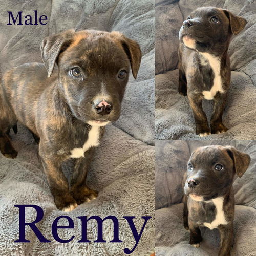 Remy