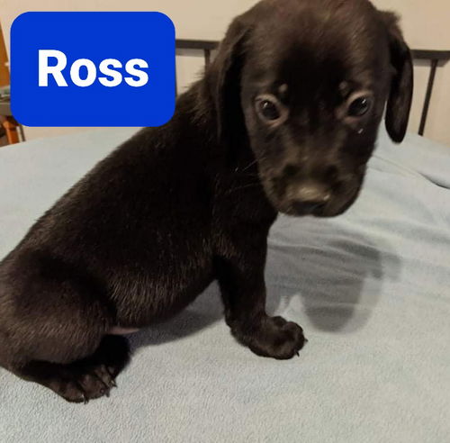 Ross