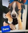 Dane