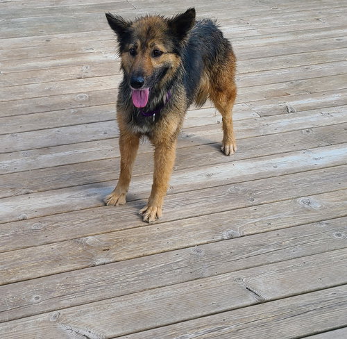 RENN - Shepherd available for adoption