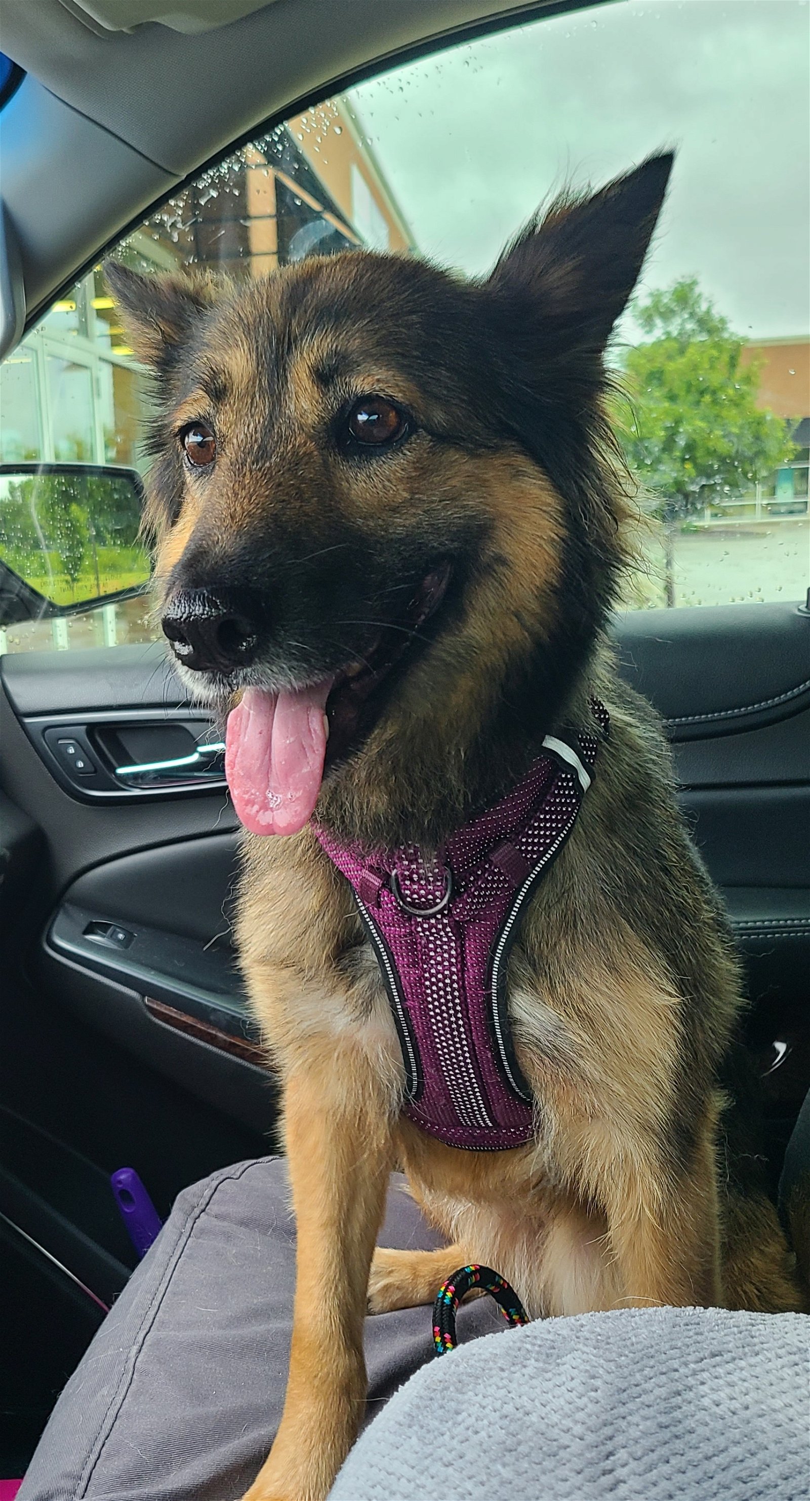 adoptable Dog in Columbus, IN named Renn
