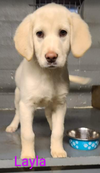 Layla and littermates