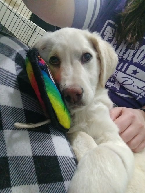 Layla and littermates