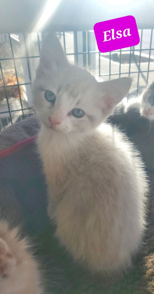 Elsa